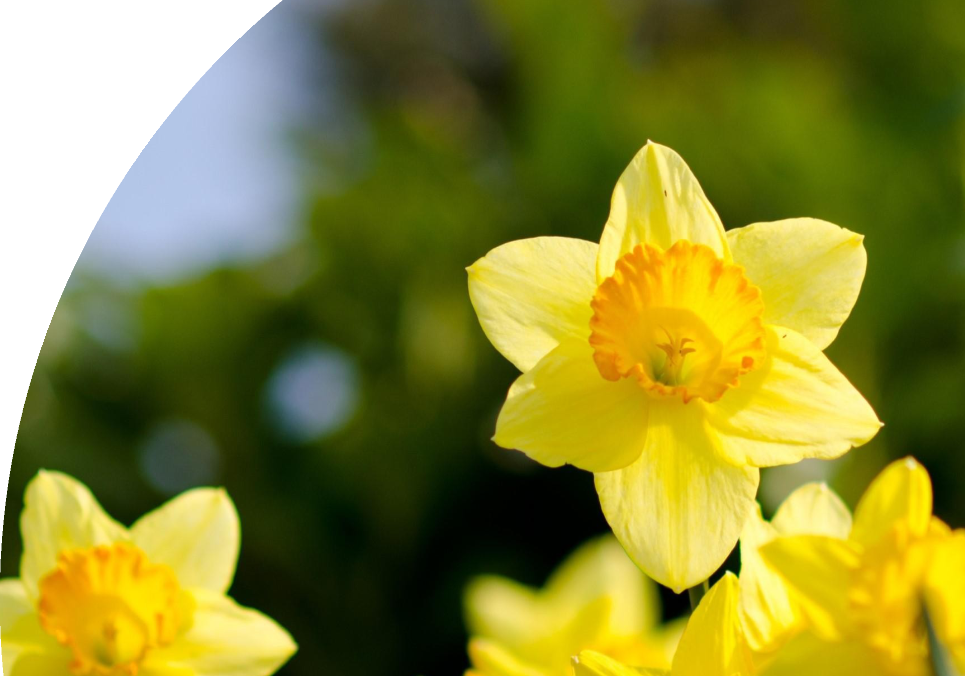 Daffodills